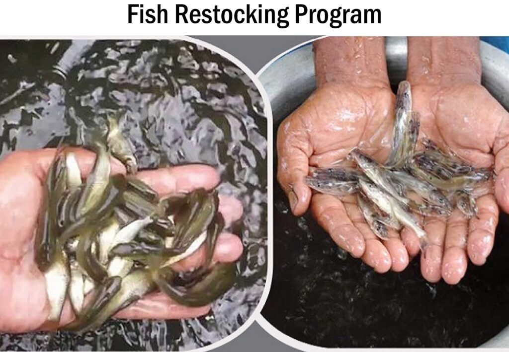 Fish Restocking Our Projects - Rafah Foundation